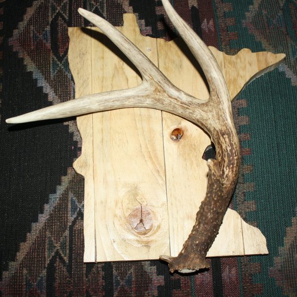 Deer Antler Shed On Minnesota Plaque - Picture 5 of 6